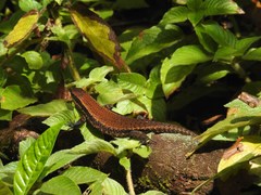 Eutropis greeri