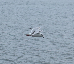 Saundersilarus saundersi