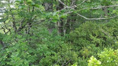 Orthotrichum hispanicum