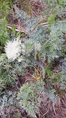 Phlojodicarpus villosus