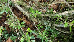 Orthotrichum hispanicum