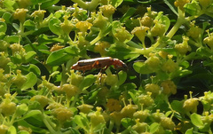 Rhagonycha nigritarsis