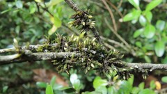 Orthotrichum hispanicum