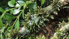 Orthotrichum hispanicum