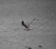 Saundersilarus saundersi