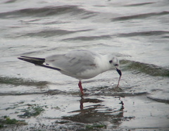 Saundersilarus saundersi