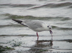 Saundersilarus saundersi