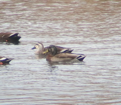 Anas platyrhynchos × zonorhyncha