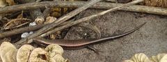 Chalcides sexlineatus