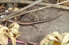 Chalcides sexlineatus