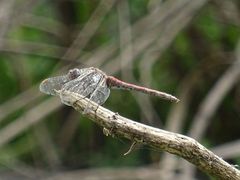 Sympetrum nigrifemur