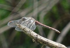 Sympetrum nigrifemur