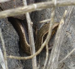 Chalcides sexlineatus