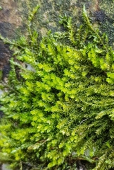 Rhynchostegium murale