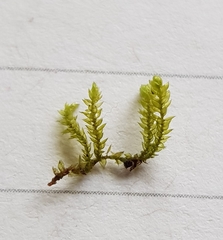 Rhynchostegium murale