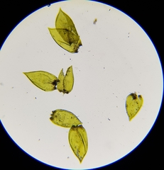 Rhynchostegium murale