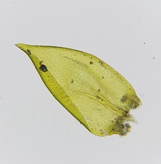 Rhynchostegium murale