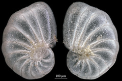 Nonionella auricula