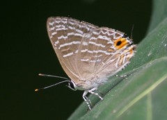 Virachola kessuma