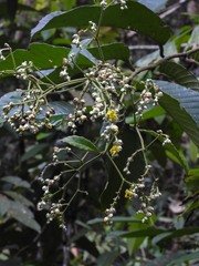 Schumacheria castaneifolia
