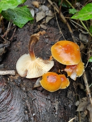 Flammulina velutipes