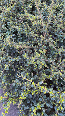 Magnoliopsida