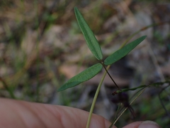 Glycine microphylla