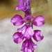 Gladiolus tenuis - Photo (c) Вадим, algunos derechos reservados (CC BY-NC), subido por Вадим