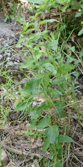 Vincetoxicum ucrainicum