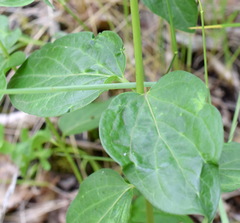 Vincetoxicum ucrainicum