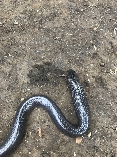 Boulenger's Garter Snake