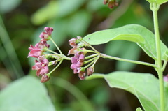 Vincetoxicum ucrainicum