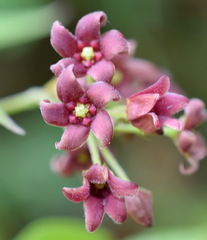 Vincetoxicum ucrainicum