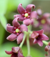 Vincetoxicum ucrainicum