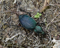 Carabus scabrosus tauricus