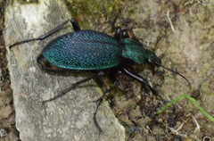 Carabus scabrosus tauricus