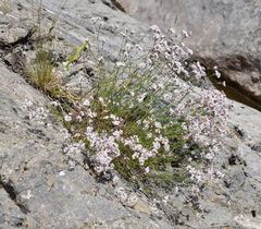 Asperula supina