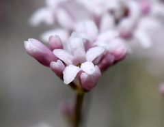 Asperula supina