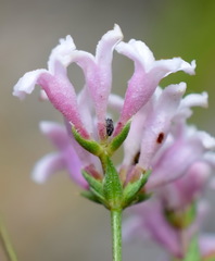 Asperula supina