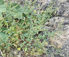 Melilotus neapolitanus