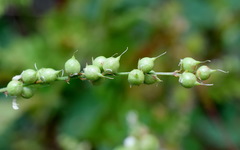 Melilotus neapolitanus