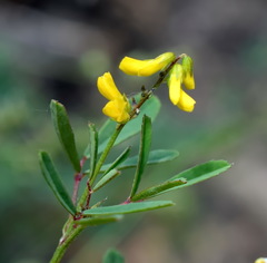 Melilotus neapolitanus