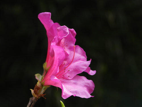 Rhododendron × pulchrum, photograph 5