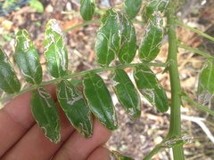 Liriomyza clianthi