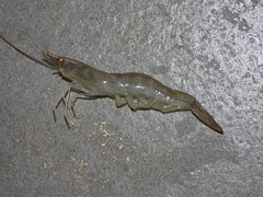 Metapenaeus ensis
