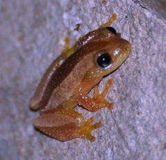 Afrixalus fornasini
