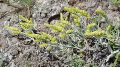 Sideritis catillaris