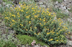 Medicago cretacea