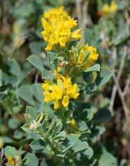 Medicago cretacea