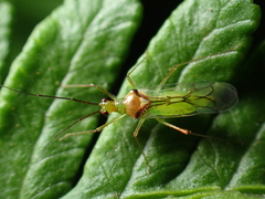 Felisacus elegantulus